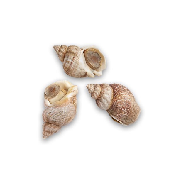 Fresh Whelk (Bulots Vivants)