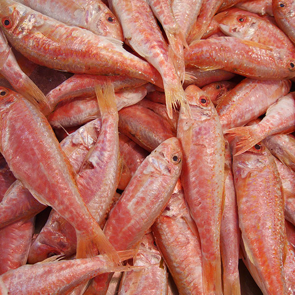 Thumbnail 3 - Fresh Red Mullet / Rouget Barbet from France