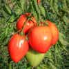Thumbnail 2 - Fresh Tomatoes Beefsteak (Coeur de Beuf) from France
