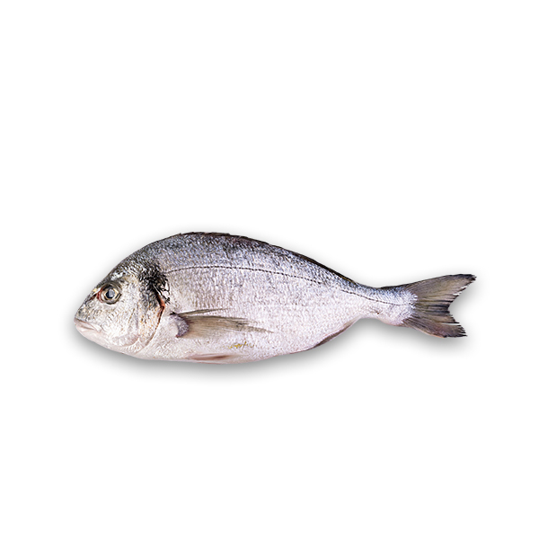Organic Royale Sea Bream from the Corinthian Gulf (Dorade Royale)