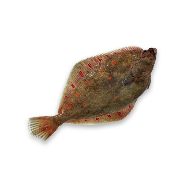 Fresh Plaice / Carrelet from France
