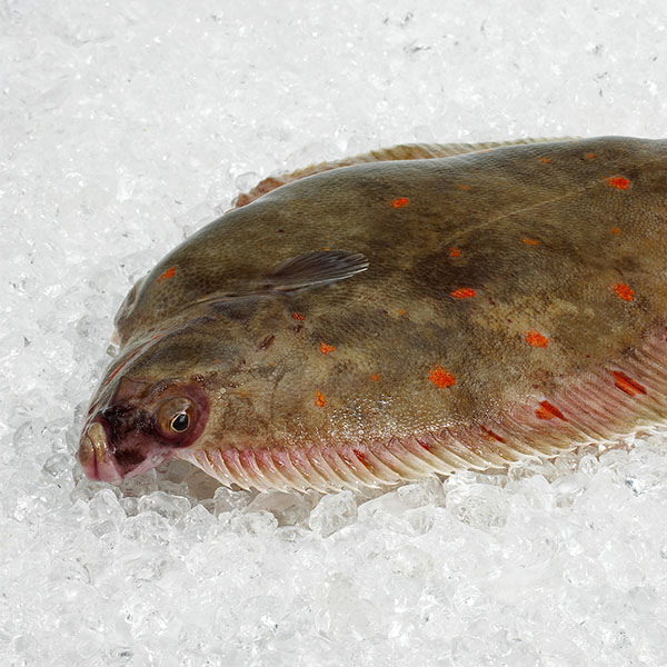 Thumbnail 2 - Fresh Plaice / Carrelet from France