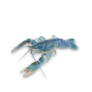 Fresh Crayfish (Écrevisse Vivante)