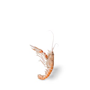 Cooked Frozen Scampi (Langoustine)