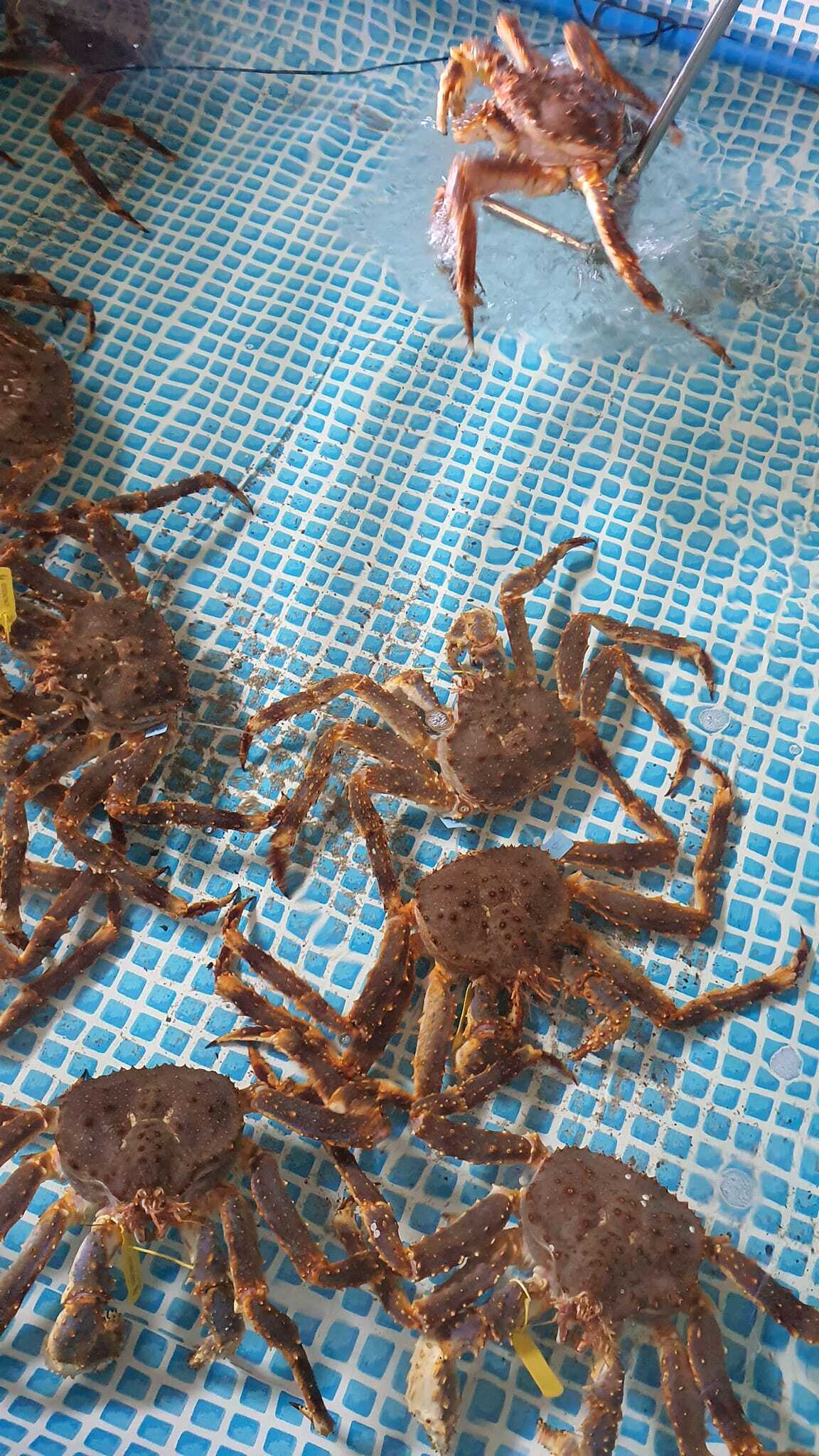 Thumbnail 2 - Alaskan King Crab