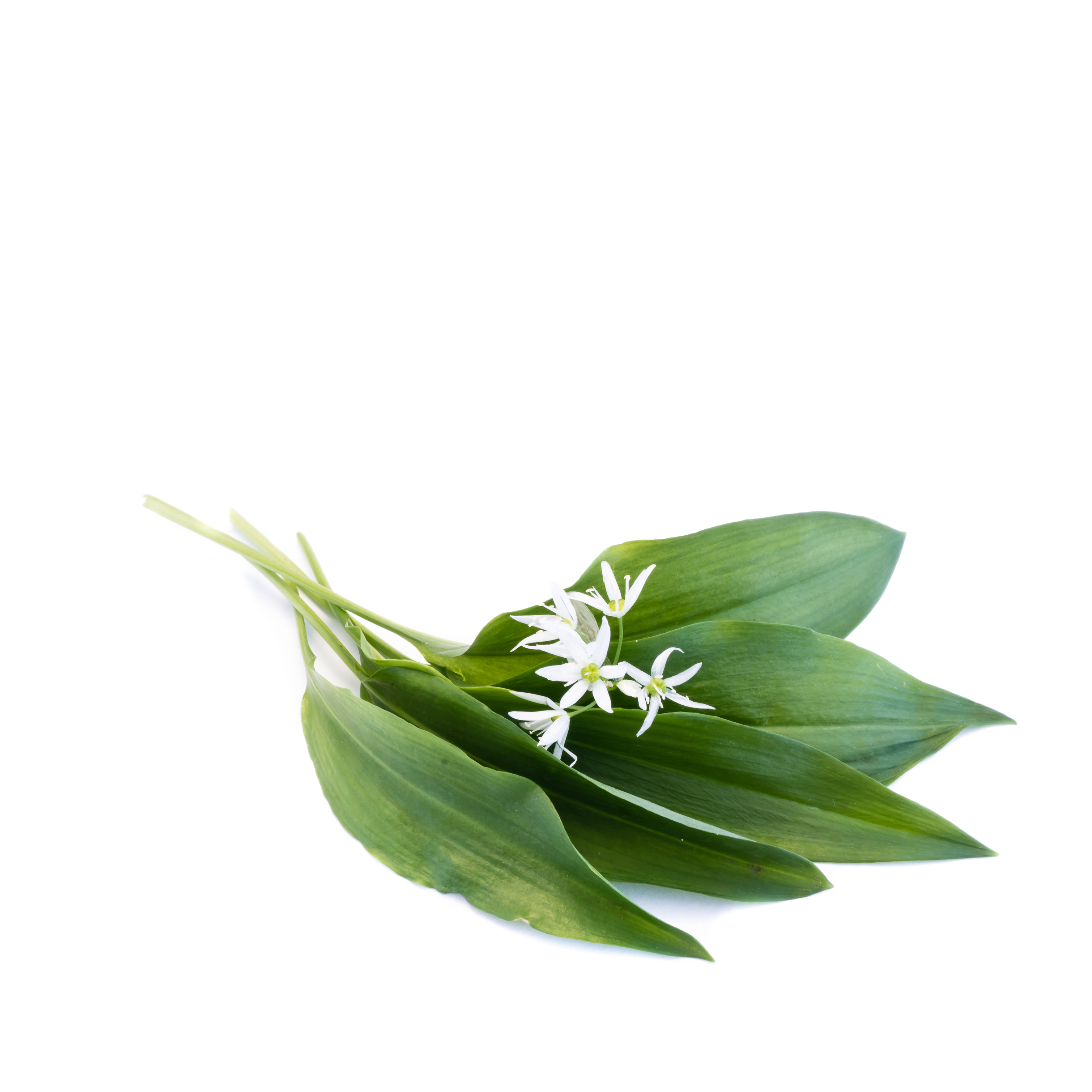 Ail des Ours (Wild Garlic or Bear's Garlic)