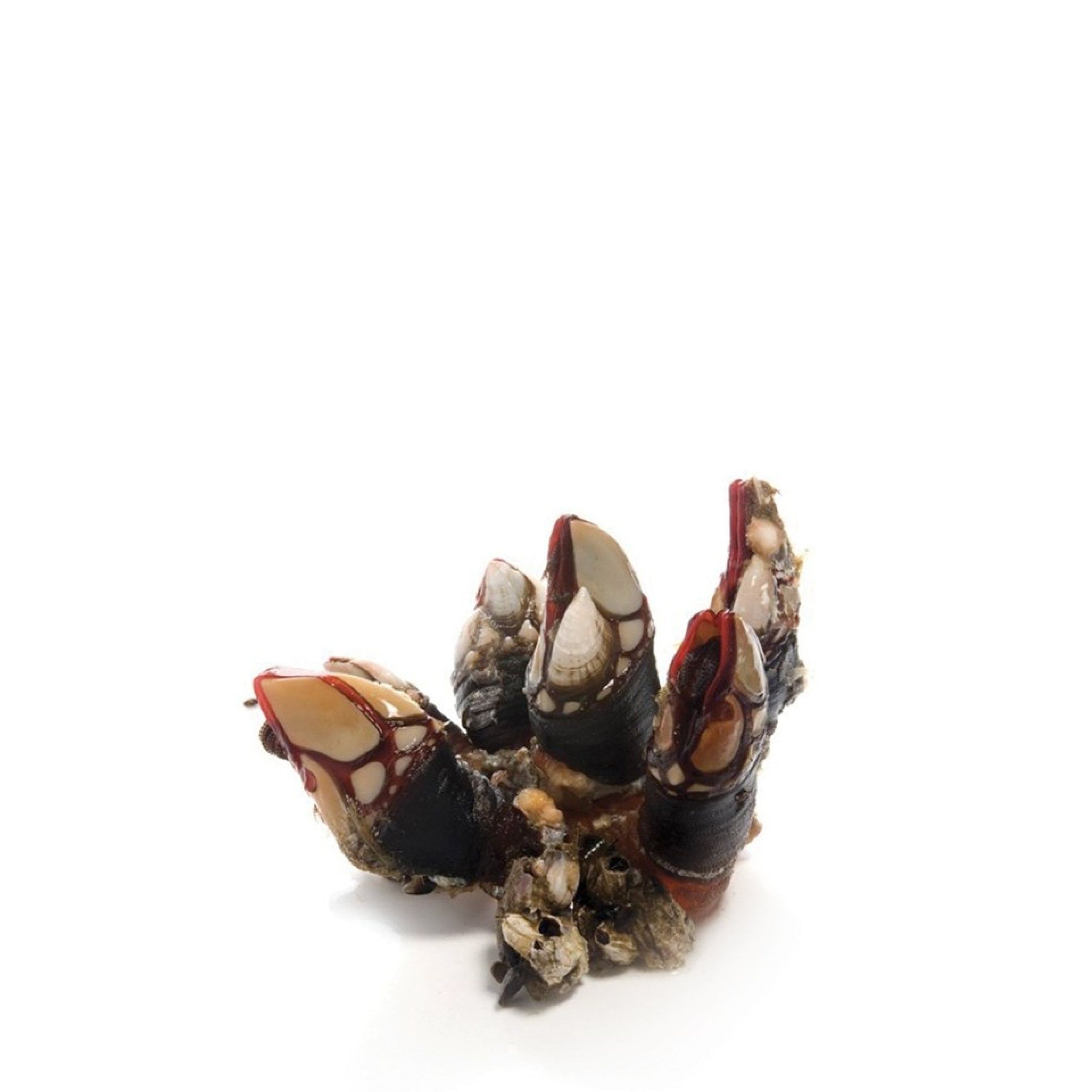 Air-Flown Fresh Goose Barnacles