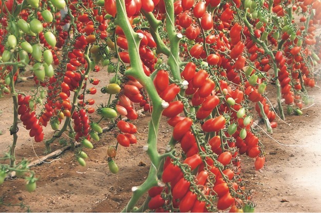 Thumbnail 2 - Datterino Cherry Tomatoes