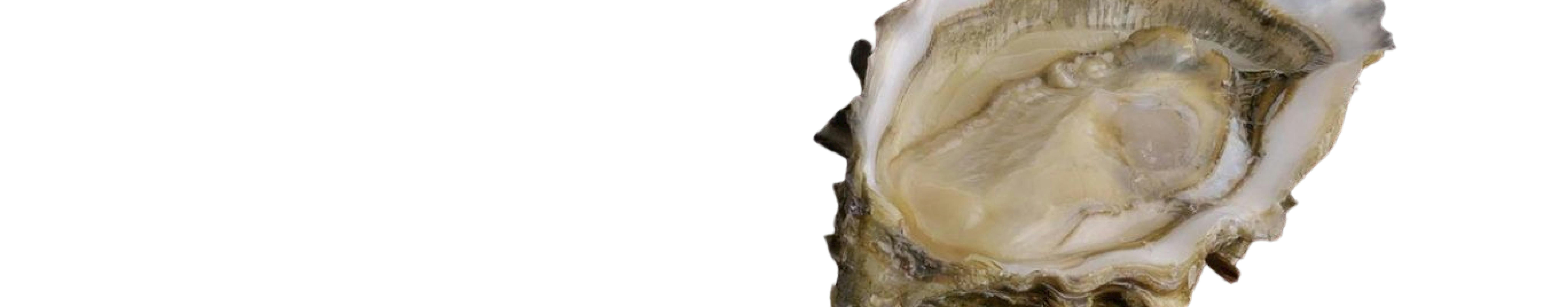 Live French Fine de Claire Oysters 🦆The Bow Tie Duck Manila