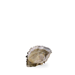 Air-Flown Live French Fine de Claire Oysters by David Hervé