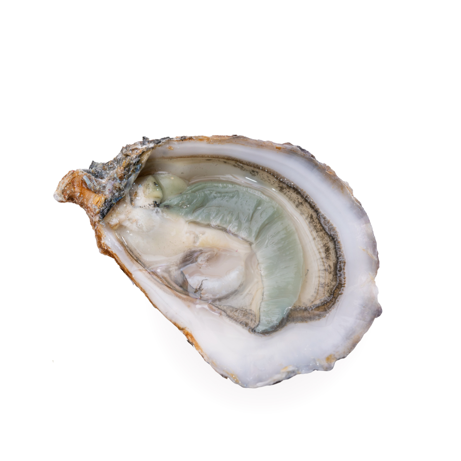 Air-Flown Live French Alienor Fine de Claire Oysters