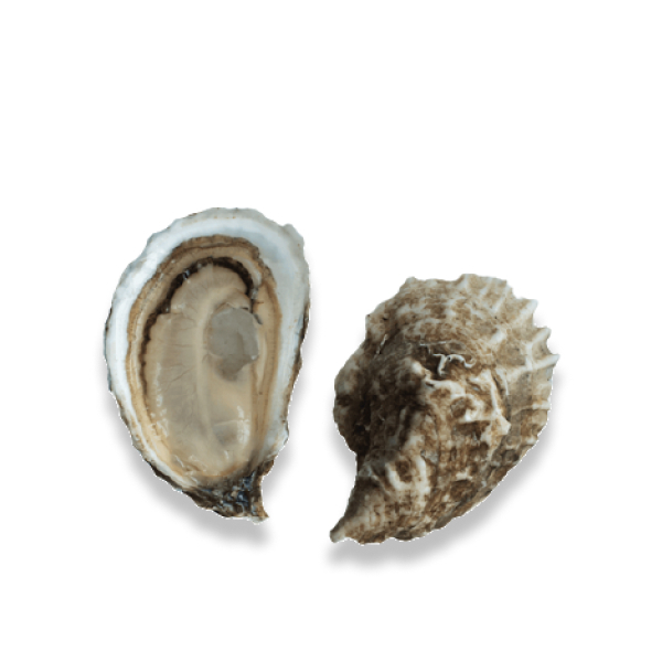 Live Farmed Wellfleet Oysters