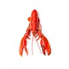 Thumbnail 2 - Fresh European Lobster