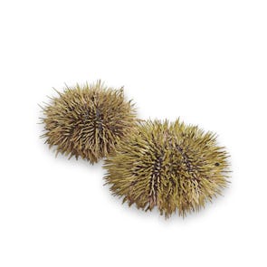 Fresh Green Sea Urchin from Iceland