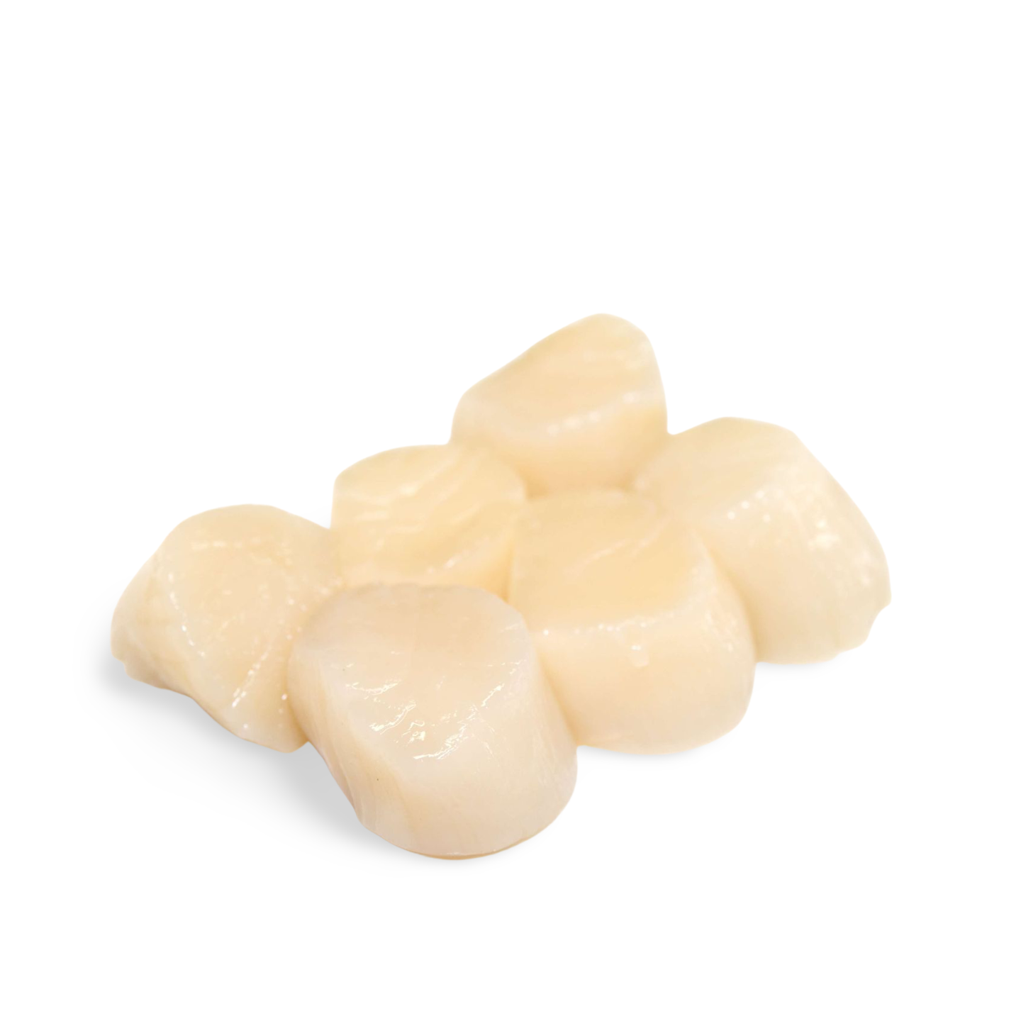 Fresh Nama Hotate (Tennen Wild Scallops)