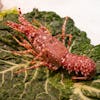 Thumbnail 2 - Fresh Spiny Lobster (Langouste Rouge Royale from France)