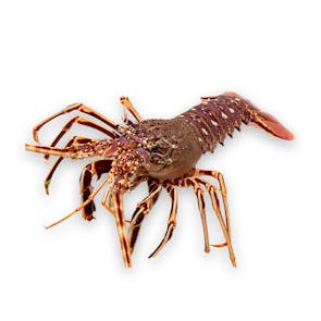 Fresh Spiny Lobster (Langouste Rouge Royale from France)