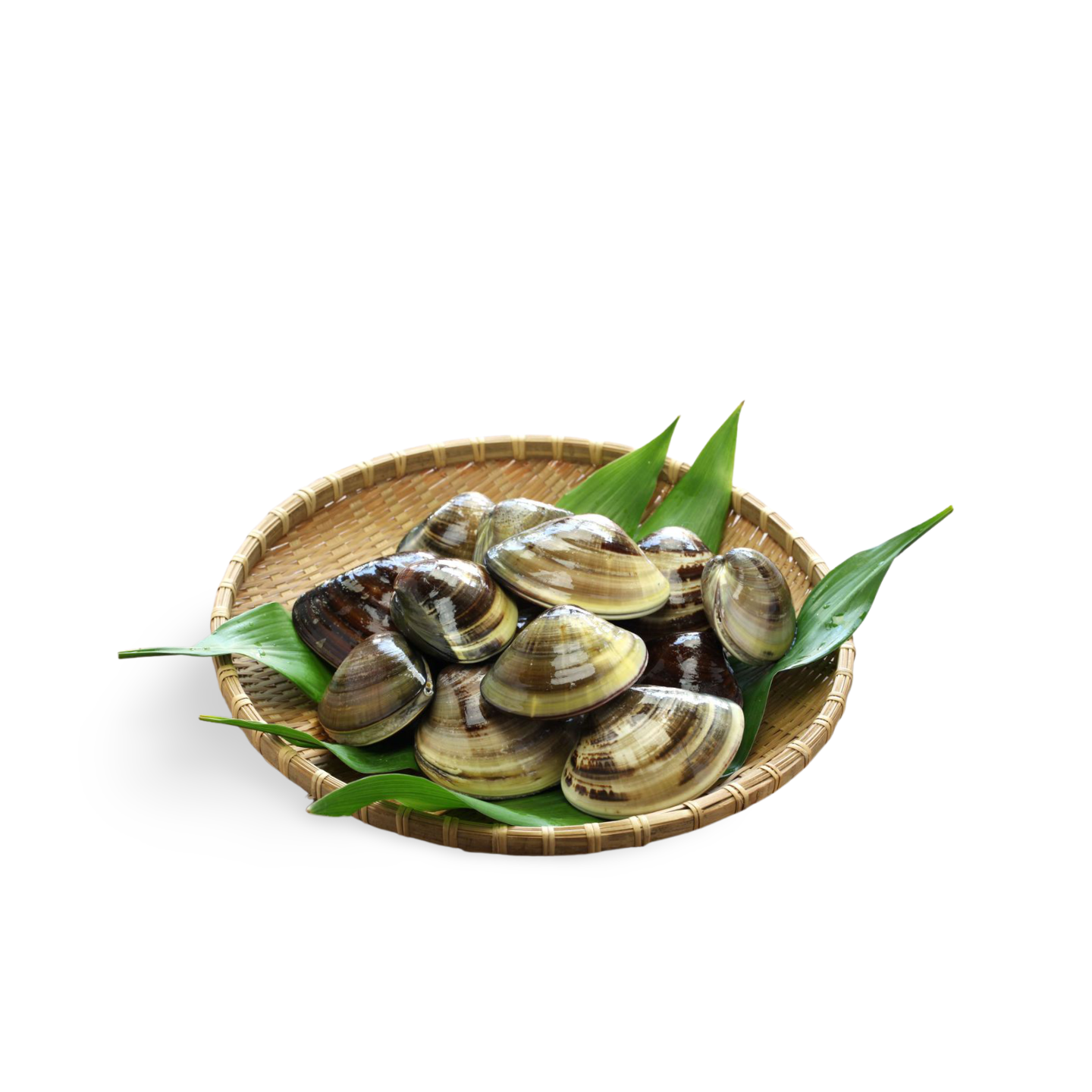 Fresh Tennen Hamaguri (Japanese Common Orient Clam)