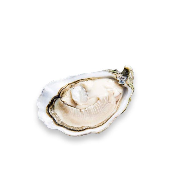 Premium Irish Gallagher Oysters