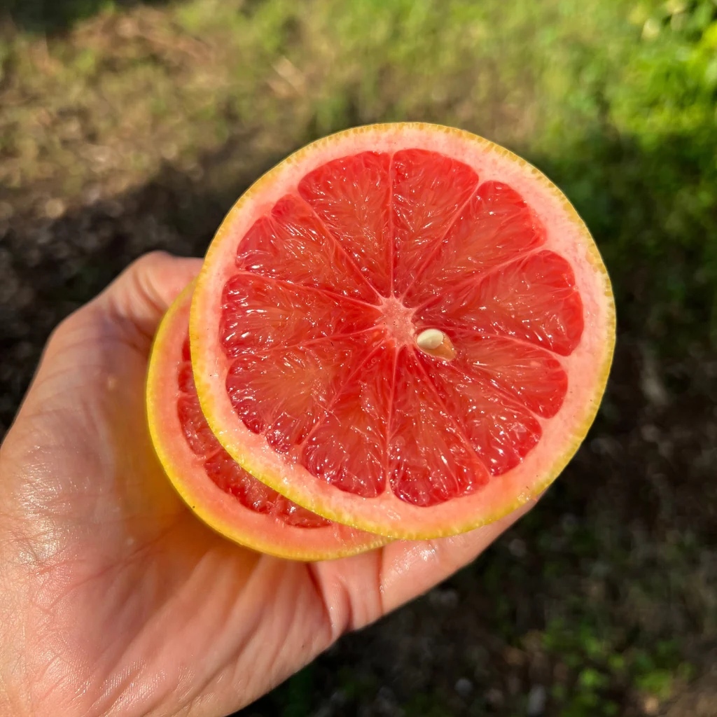 Thumbnail 2 - Pink Grapefruit (Israel)