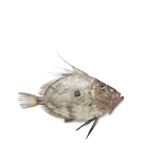 Fresh St. Pierre (John Dory) from Brittany
