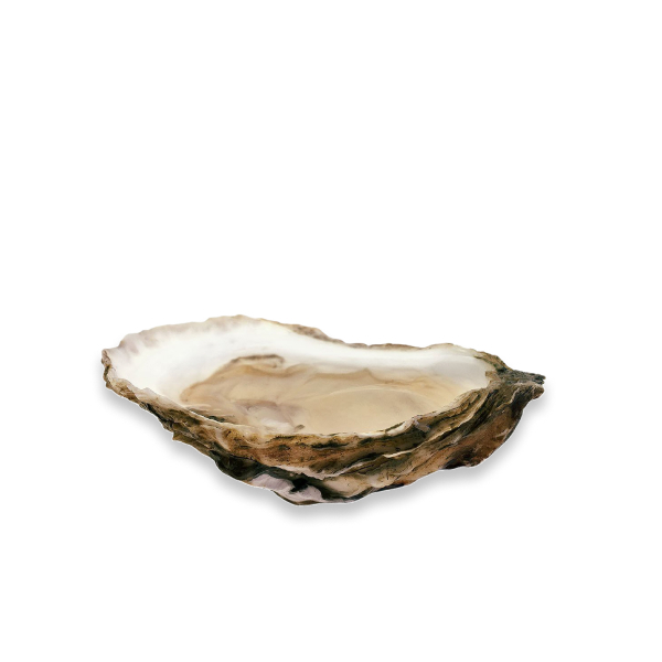 Live Katama Bay Oysters