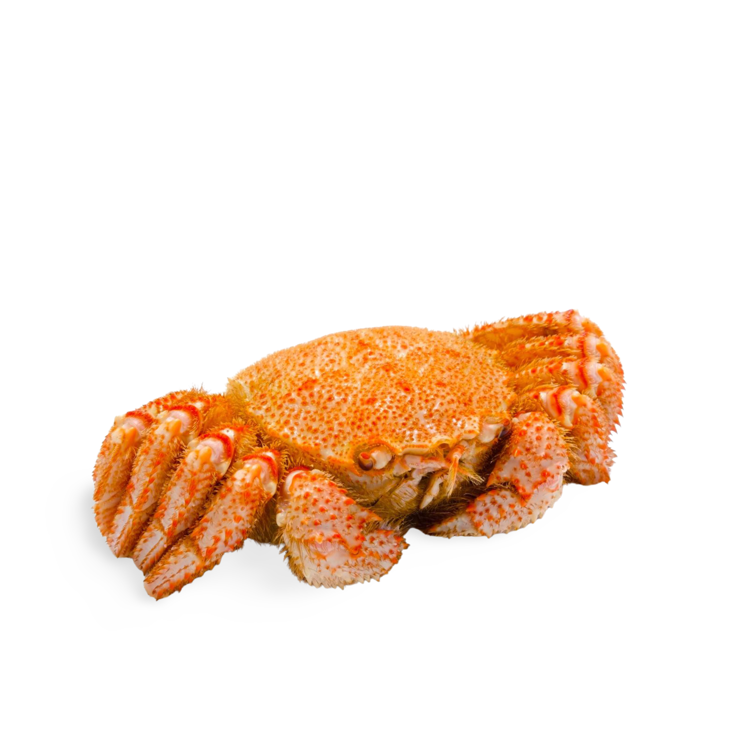 Kegani (Fresh Sashimi Grade Horsehair Crab) from Hokkaido