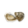 Thumbnail 1 - Live Kusshi Oysters