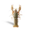 Thumbnail 1 - Live Australian Crayfish