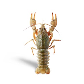 Live Australian Crayfish