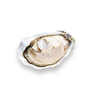 Live Ireland Oysters (Huitres D'Irlande)