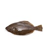 Thumbnail 1 - Makogarei (Marbled Flounder Sashimi Grade) from Hokkaido