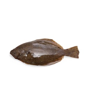 Makogarei (Marbled Flounder Sashimi Grade) from Hokkaido