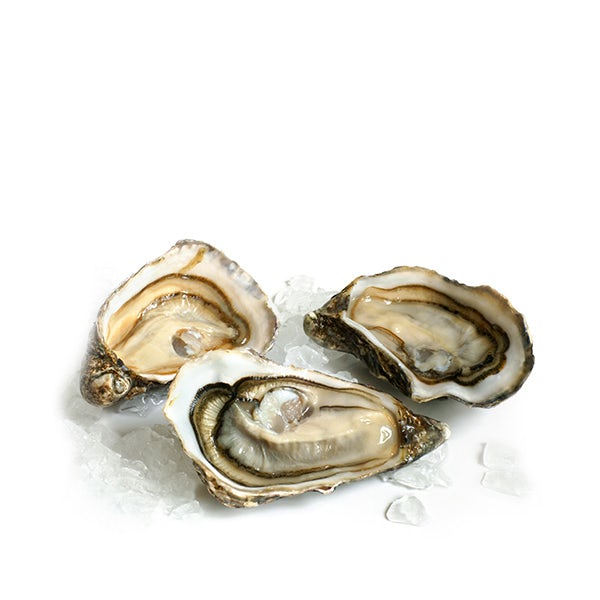 Picture 1 - Live Malpeque Oysters