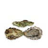 Thumbnail 1 - Live Minter Sweet Oysters