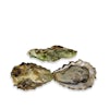 Thumbnail 1 - Live Minter Sweet Oysters