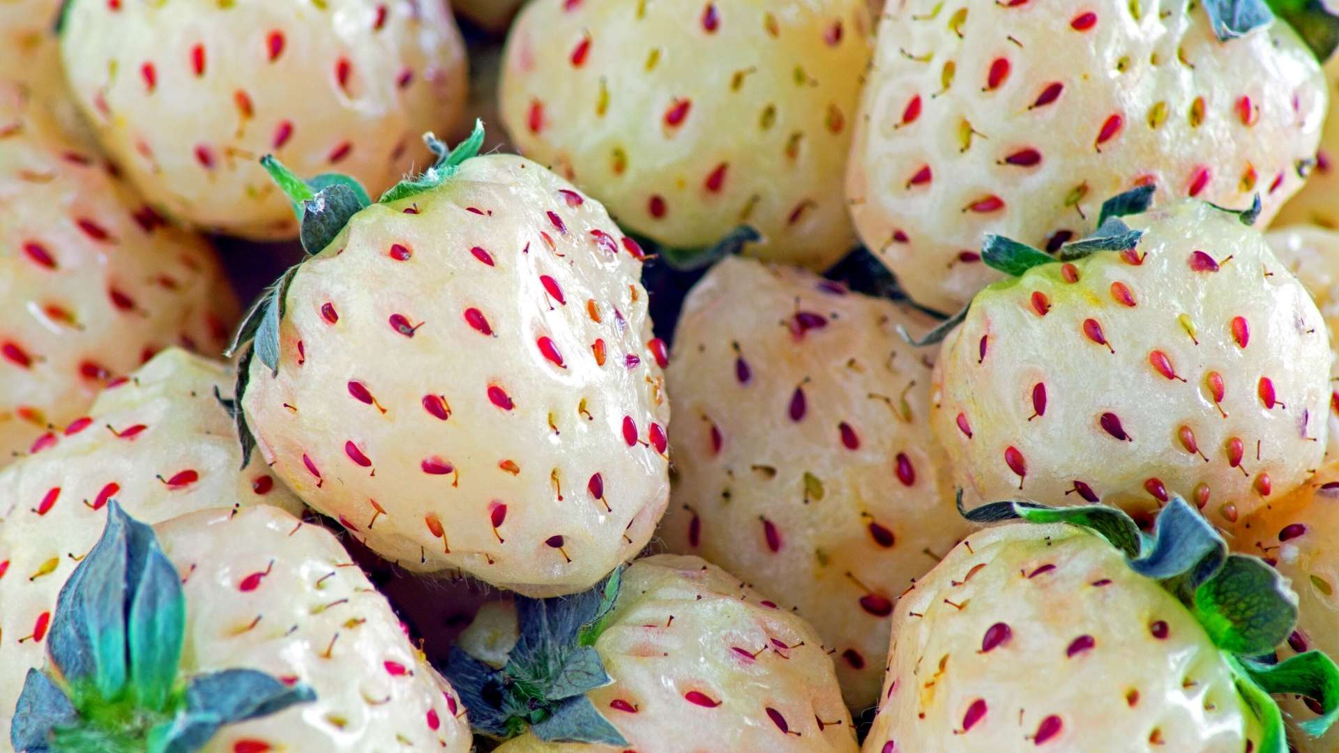 Thumbnail 3 - Beekers Berries Pineberries ( White Strawberries )