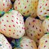 Thumbnail 3 - Beekers Berries Pineberries ( White Strawberries )