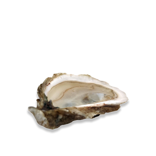 Live Pink Moon Oysters