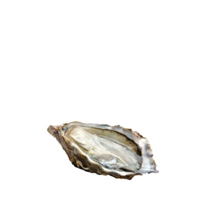 Air-flown Live French Gillardeau Speciale Oysters