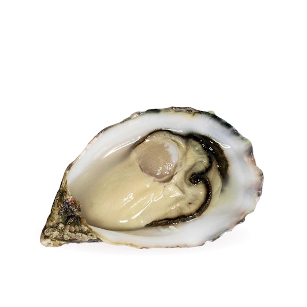 Picture 1 - Air-flown Live French Alienor Speciale Oysters