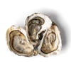 Thumbnail 2 - Air-flown Live French Alienor Speciale Oysters