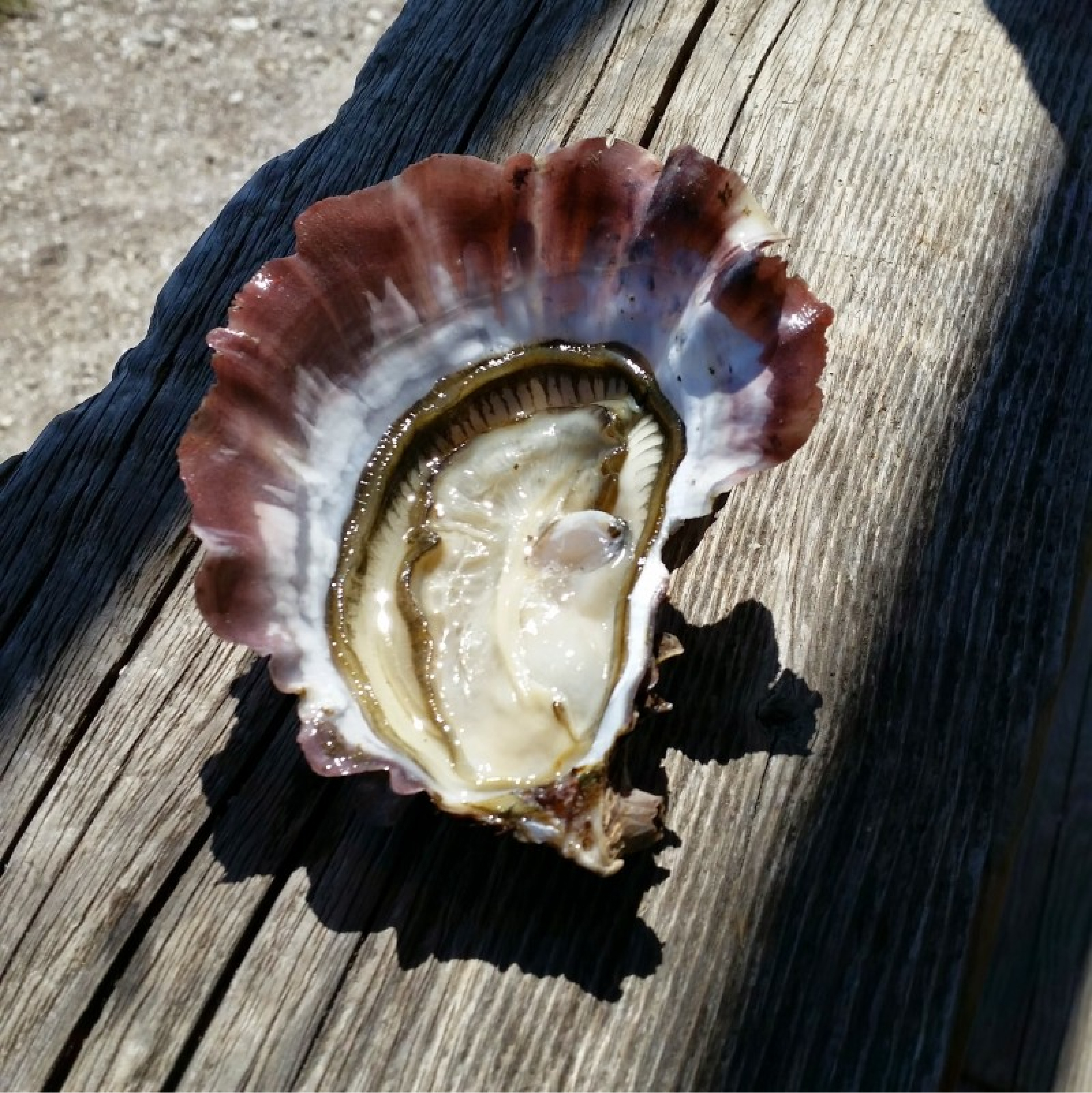 Thumbnail 5 - Air-flown Live Tarbouriech Pink Oysters Speciale