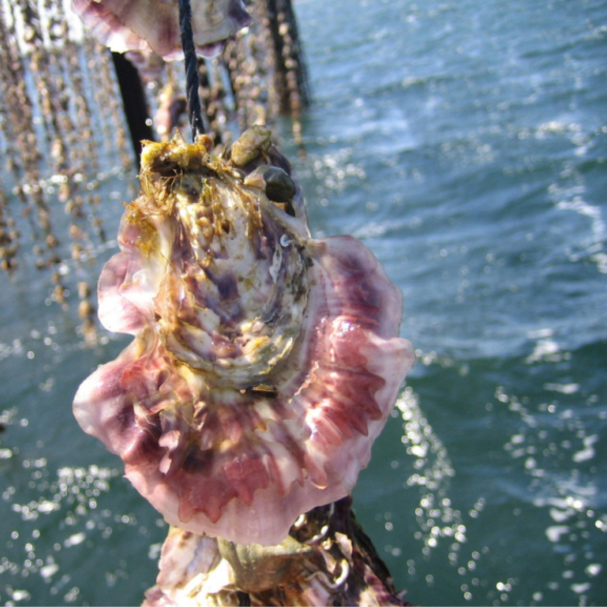 Thumbnail 6 - Air-flown Live Tarbouriech Pink Oysters Speciale