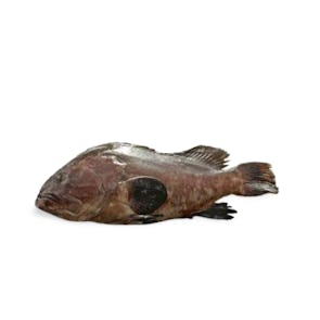 Tennen Hon-Kue (Longtooth Grouper Sashimi Grade) from Wakayama