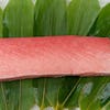 Thumbnail 2 - Hon-Maguro Chutoro Saku from Croatia (Bluefin Medium Fatty Tuna Block)