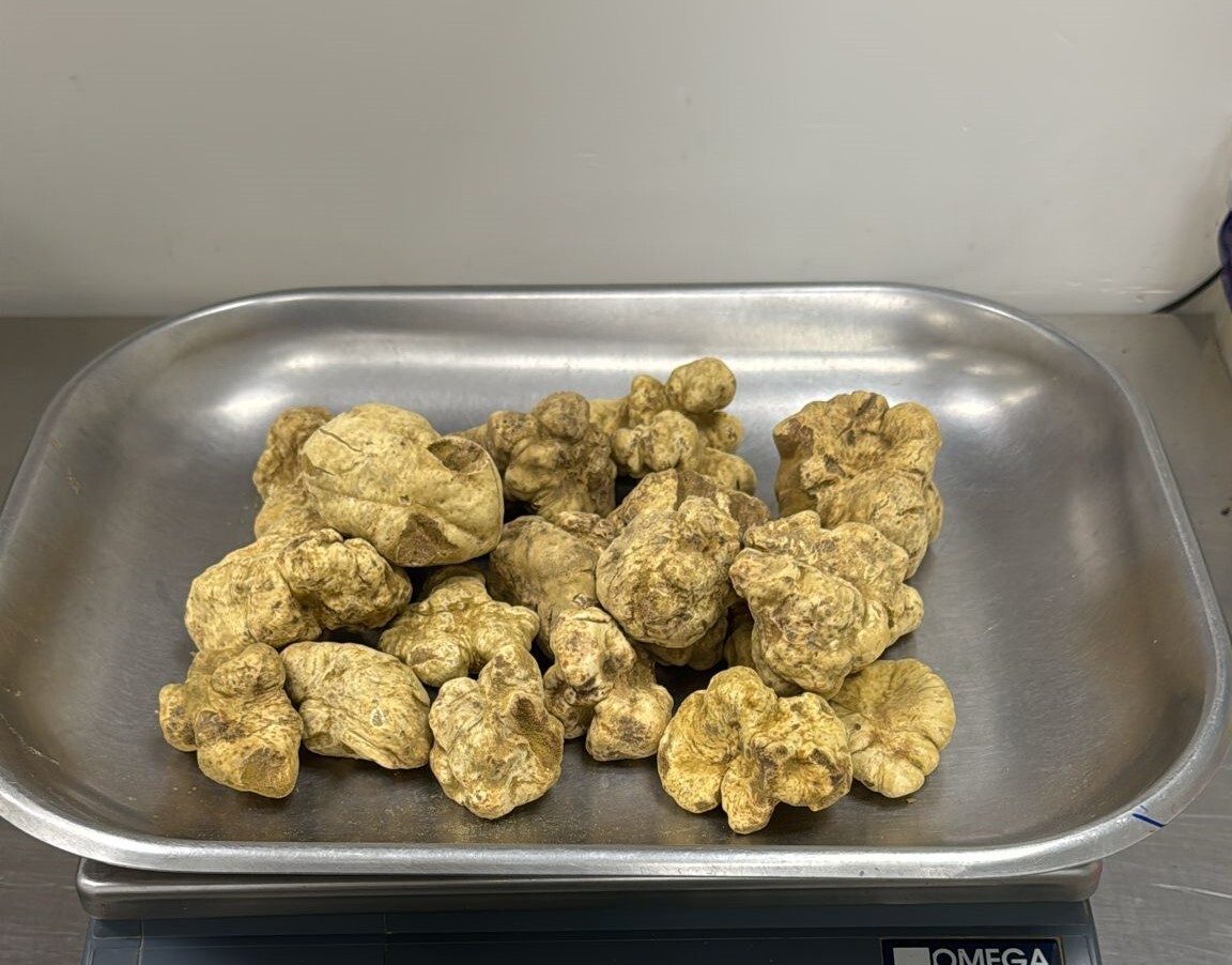 Thumbnail 3 - Fresh White Truffles from Alba