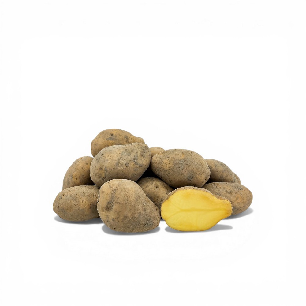 New Agria Washed Potato from Holland
