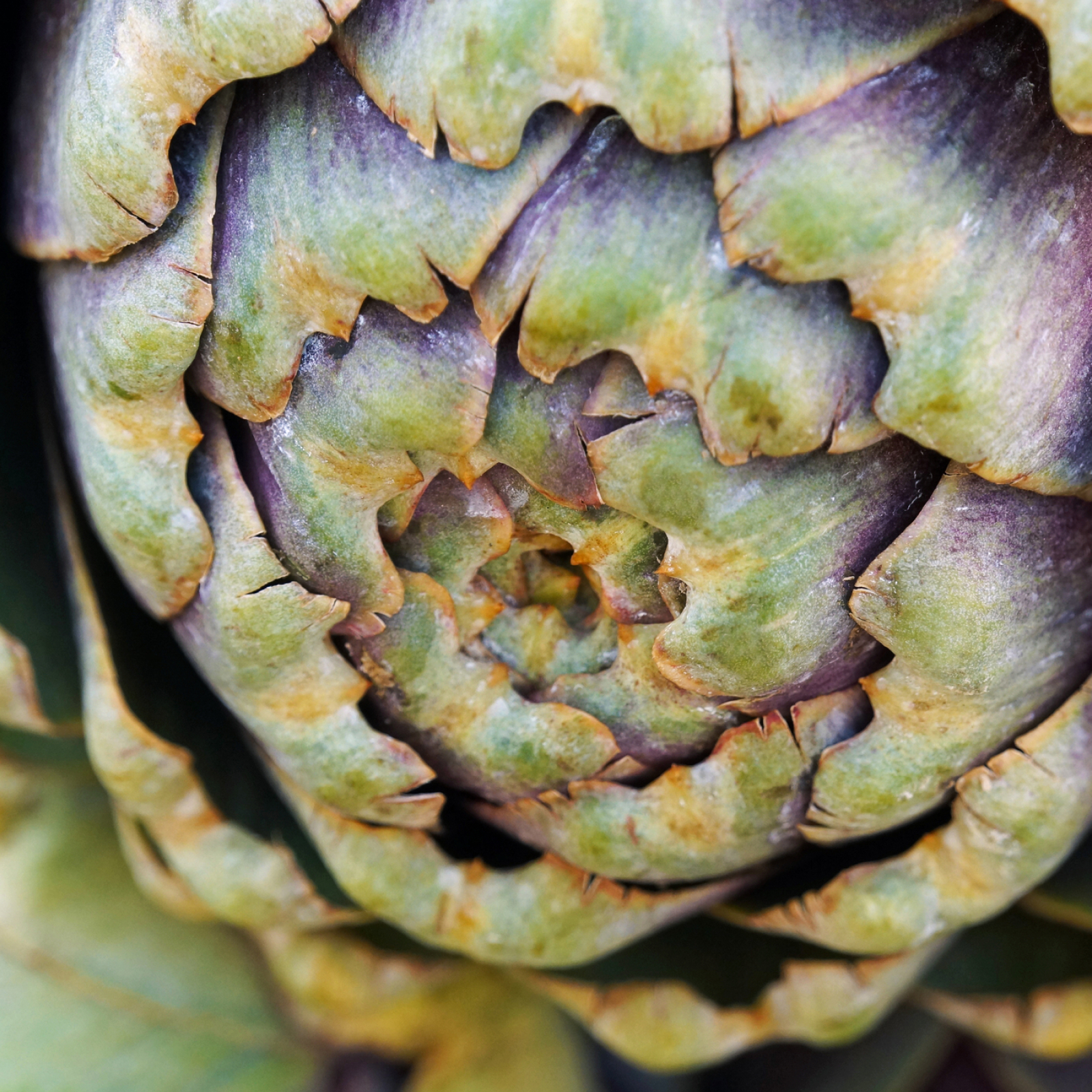 Thumbnail 2 - Big Artichokes from France