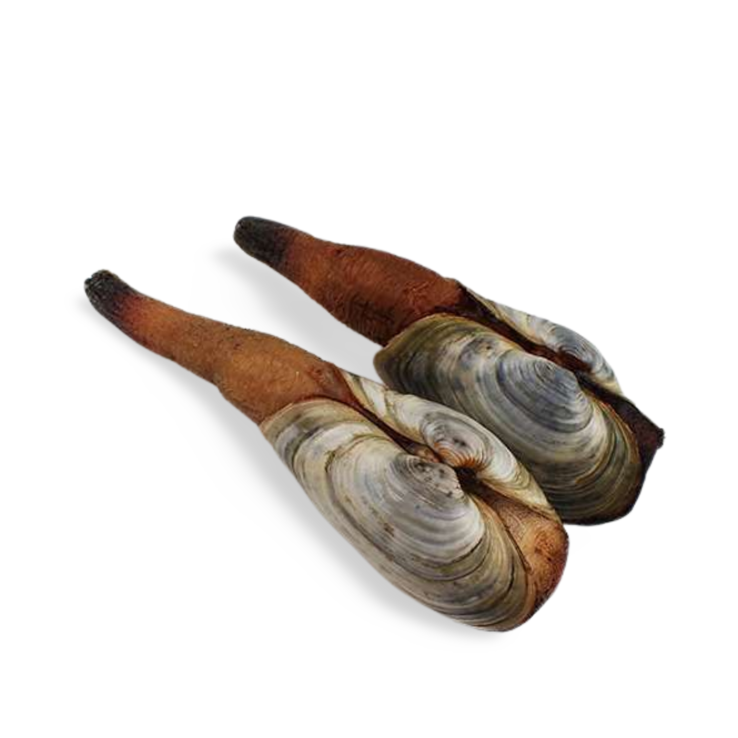 Hon Mirugai (Black Geoduck) from Hokkaido